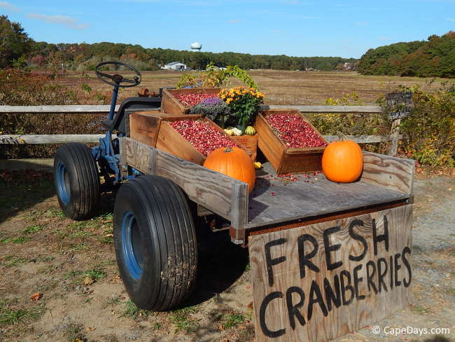 cranberry farm tours