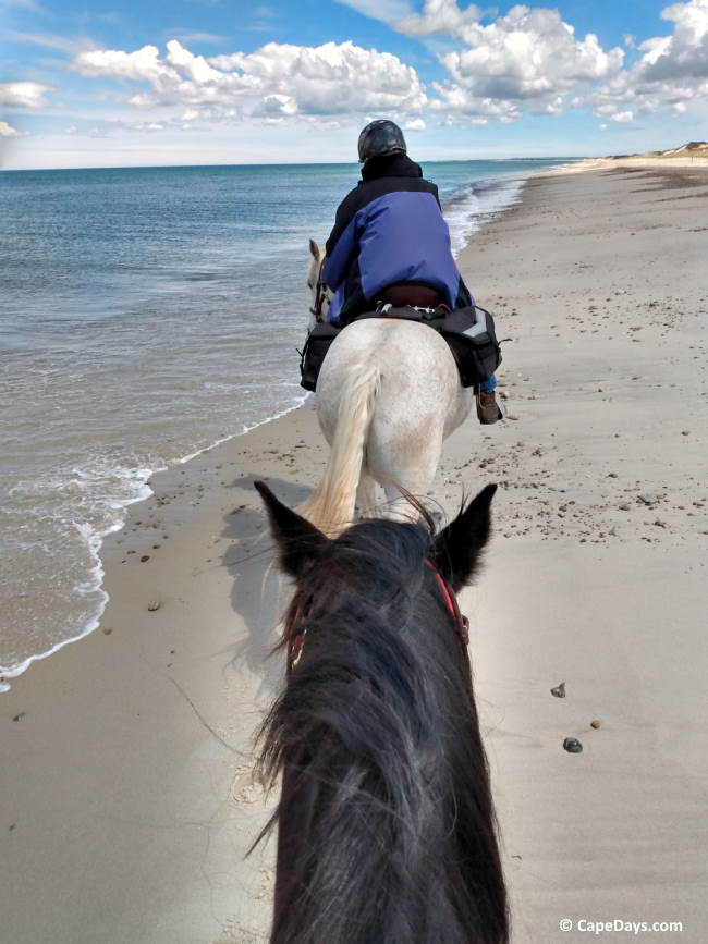 Which Stables Offer Guided Horseback Riding on Cape Cod?