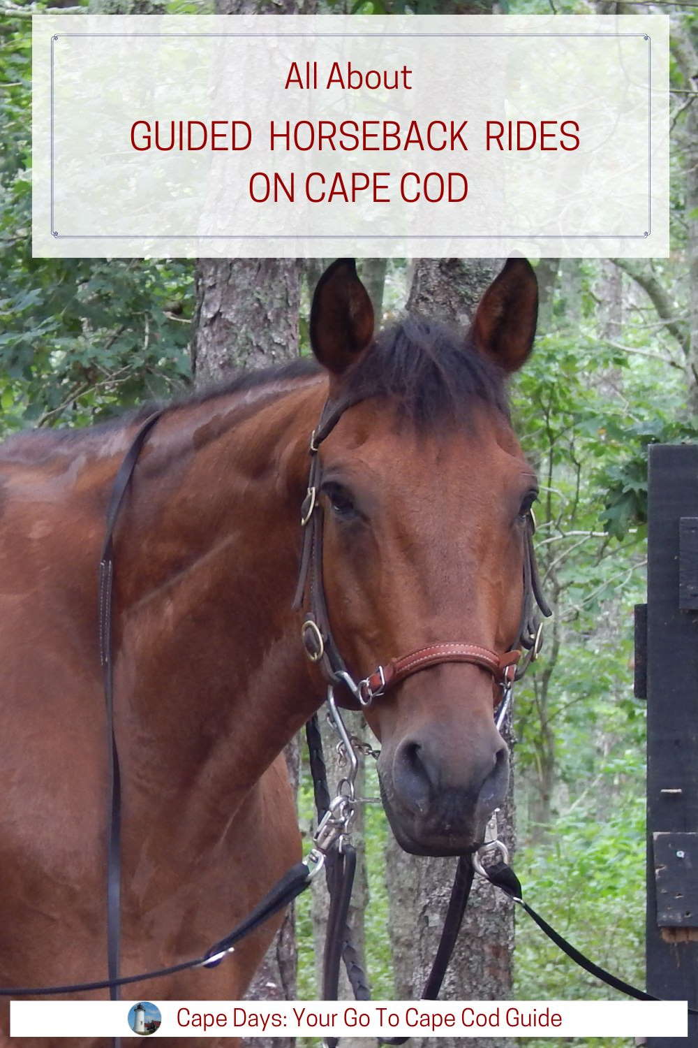 Click to Pin this information about guided horseback riding on Cape Cod to Pinterest