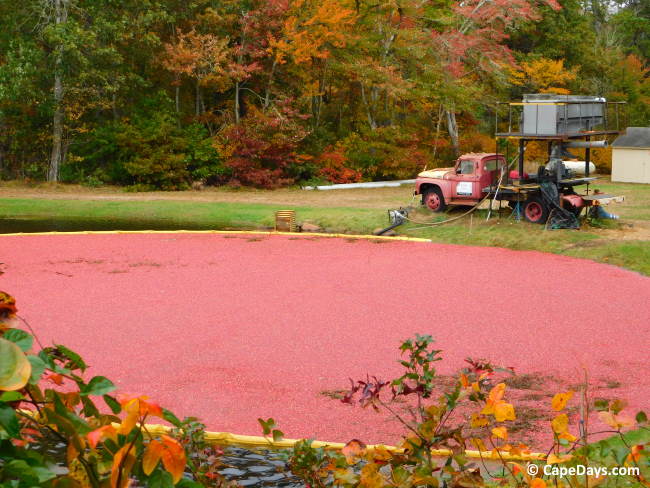halls-cranberry-bog-10-23-23.jpg