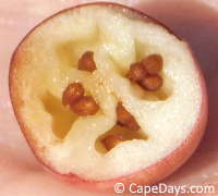 Cross-section of a ripe cranberry showing the berry's tiny, brown seeds contained within pockets of air