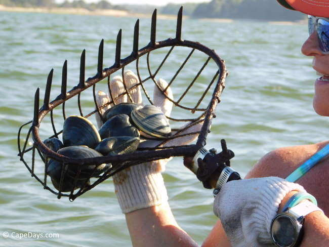 Lady holding a clam rake with quahogs in it