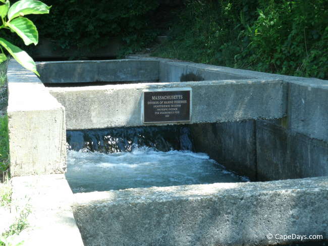 Close-up of water flowing in the  Mashpee River Fishway, with a Massachusetts Division of Marine Fisheries plaque on the concrete structure Close-up of water flowing in the  Mashpee River Fishway, with a Massachusetts Division of Marine Fisheries plaque on the concrete structure