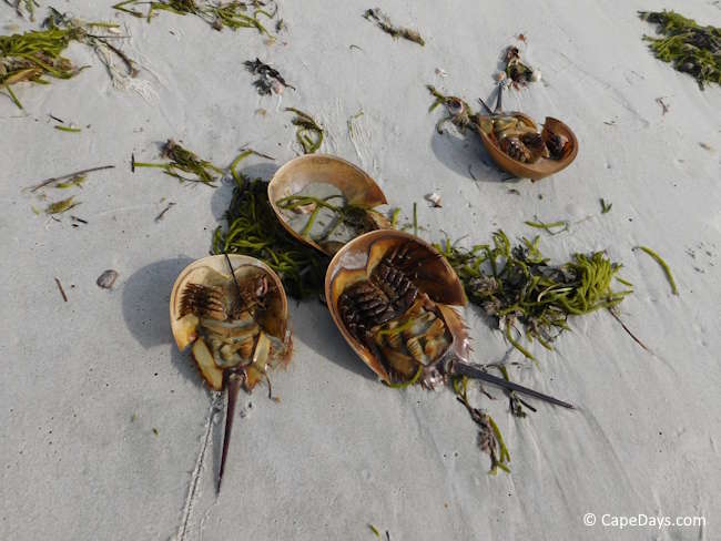 Horseshoe crab shells scattered on the beach