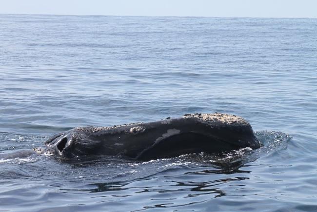 Northern Right Whale Off the MA Coast