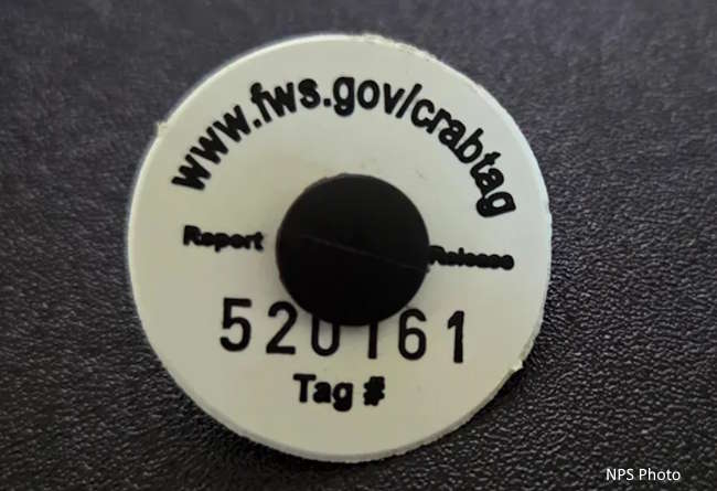 Close-up of a horseshoe crab tracking tag