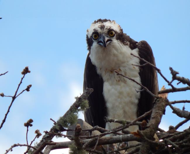 Osprey in the nest