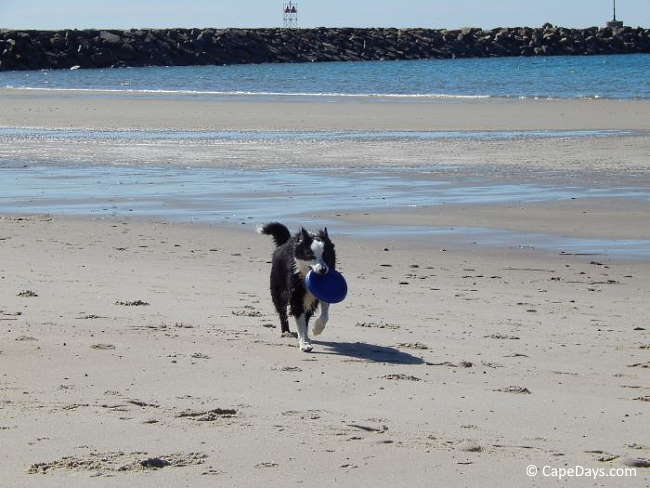 are beaches safe for dogs