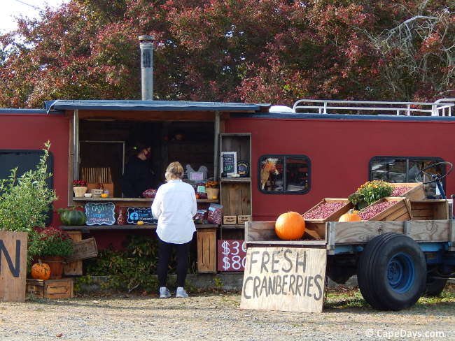 Customer buying fresh-from-the-bog cranberries at roadside farm stand
