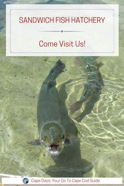 Close-up of a rainbow trout at Sandwich Fish Hatchery with text overlay that says ‘Sandwich Fish Hatchery – Come Visit Us!’