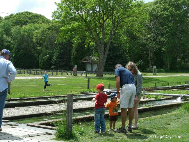 Family watching trout at one of the outdoor pools at the Sandwich MA Fish Hatchery, child running in open grassy field in the background