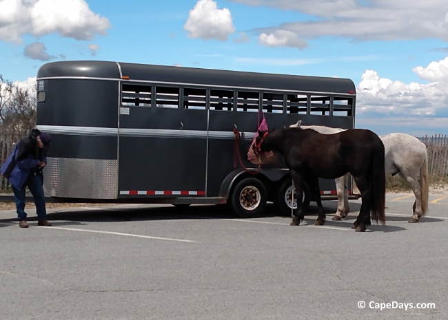 Two horses, one brown and one light gray, standing next to a horse trailer in the parking lot at Sandy Neck