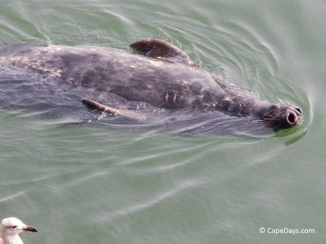 Gray seal in the water doing the backstroke