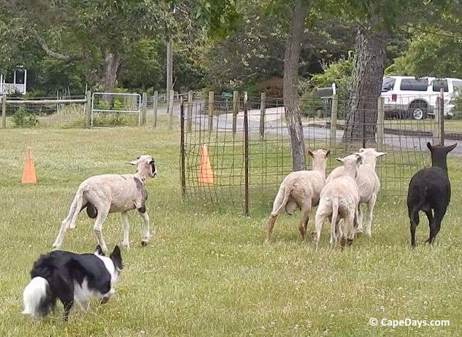 Dog herding five sheep in a field at Taylor Bray Farm