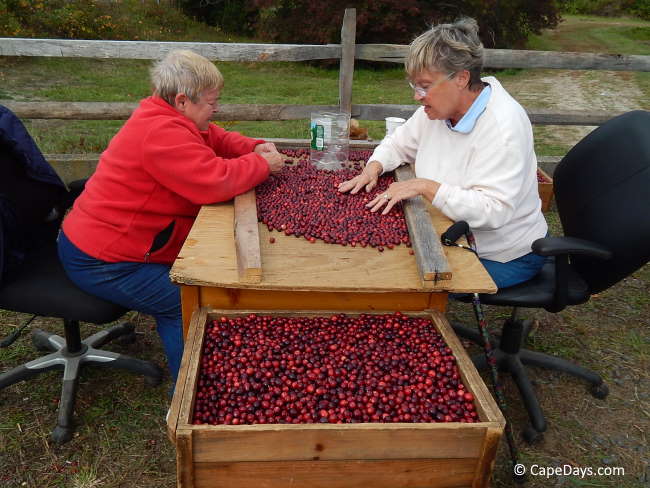 Two ladies sitting at a wooden table sorting cranberries into a large wooden box