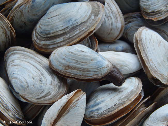 Close-up of oval-shaped, soft-shell steamer clams, showing the white and gray shells and small siphon "leg" peeking out of one shell.
