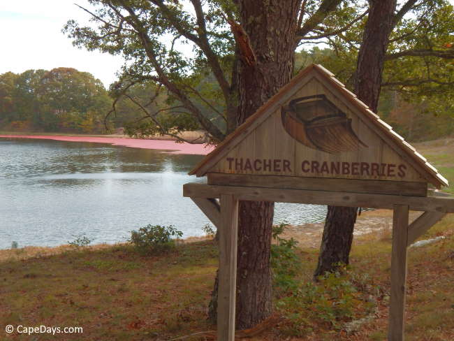 thatcher cranberry farm harwich ma