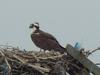 Osprey in the Nest at Bass Hole