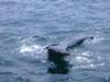 Whale Watching in Cape Cod - Wow!!