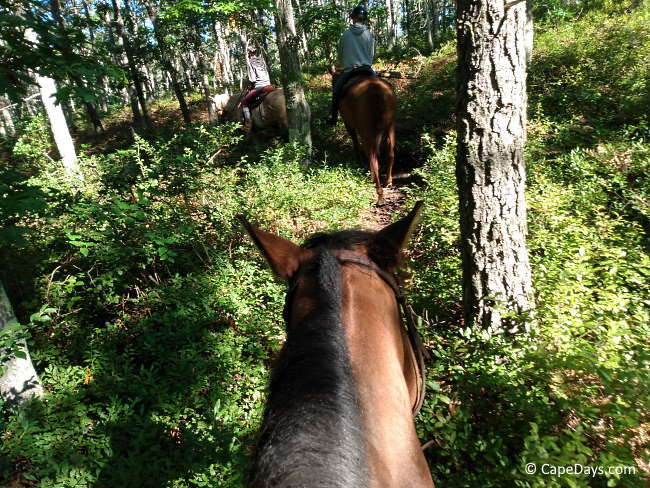 View from a rider's perspective while   horseback riding along a lush forest trail; brown horse with black mane