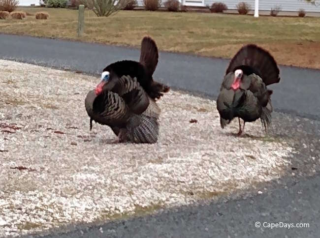 Two large wild turkeys with full plumage displayed, strutting on neighborhood street corner.
