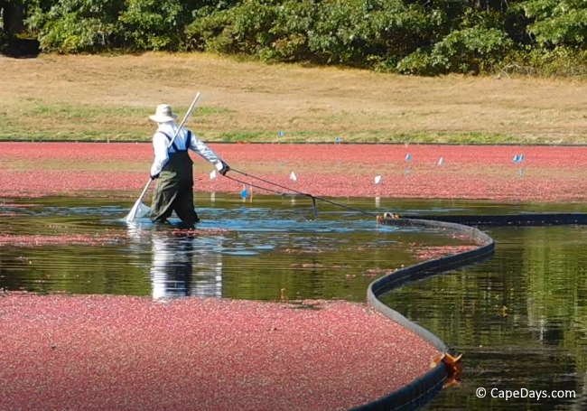 Cranberry farmer wearing waders, pulling on a long, black boom to corral floating berries in a bog