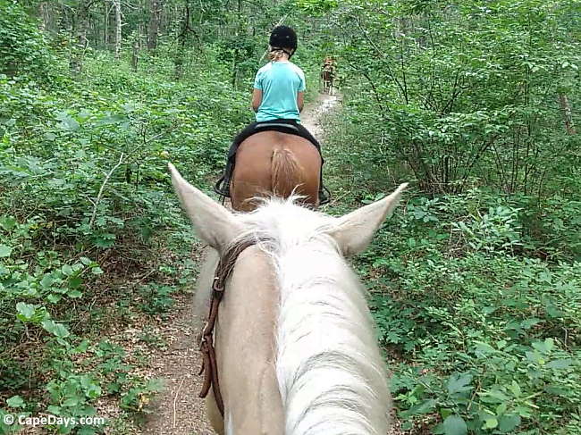 View from the back of a horse on a group ride along a trail lined with green foliage