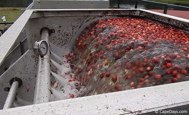 Close-up of cranberries going through the first rinse in a washplant; water jets spraying the berries