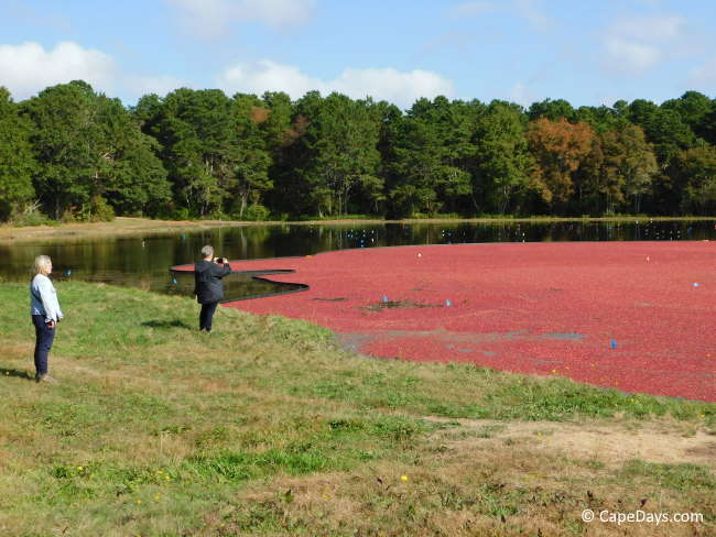 Spectators photographing the classic scene of crimson-colored cranberries floating on the water