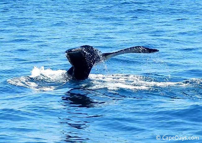 Whale with its tail out of the water,  splashing in a deep blue sea