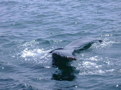 Whale Watching in Cape Cod - Wow!!