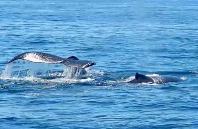 A pair of whales surfacing and diving, water dripping off whale's tail