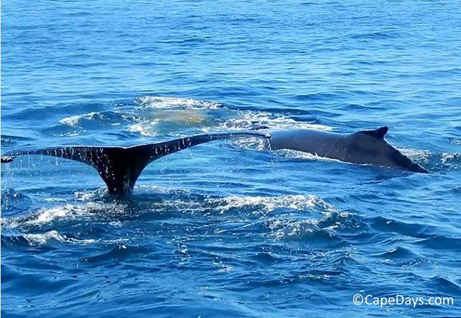 Whales in the ocean, one with its flukes l out of the water, the other showing its dorsal fin.