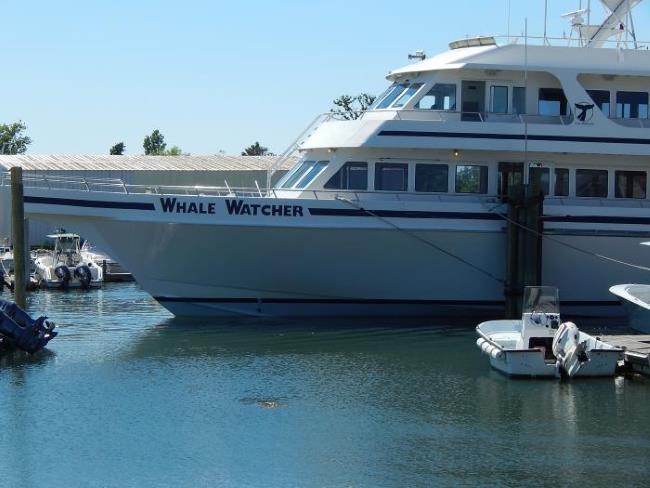 hyannis whale watcher cruise