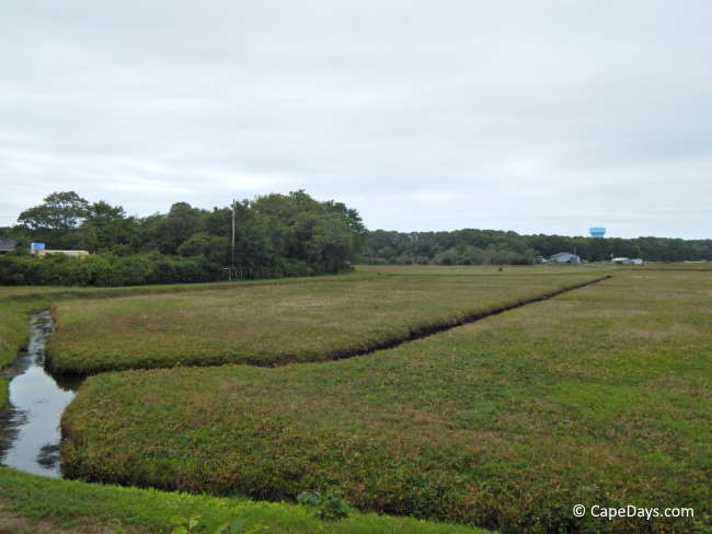 This is what a cranberry bog looks like