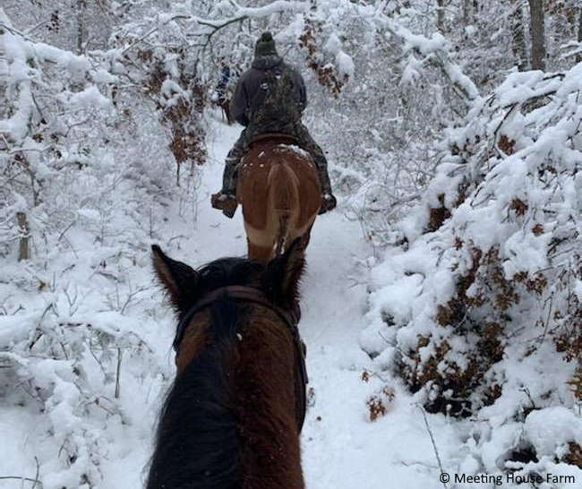 Which Stables Offer Guided Horseback Riding on Cape Cod?