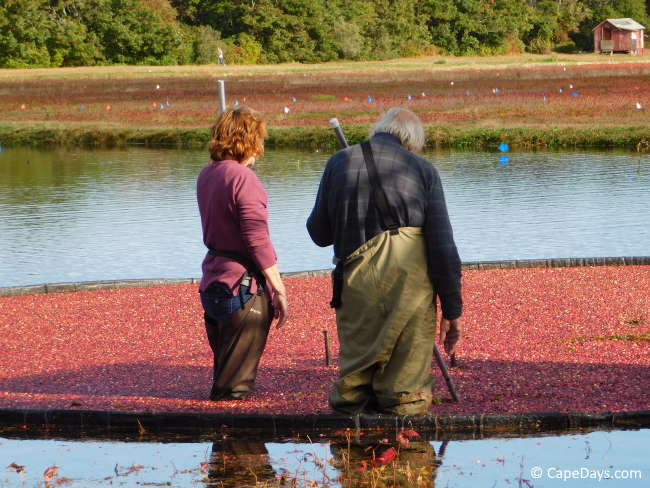 Man and woman standing in a bog among floating cranberries